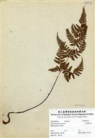 藏品(長葉鱗毛蕨)的圖片